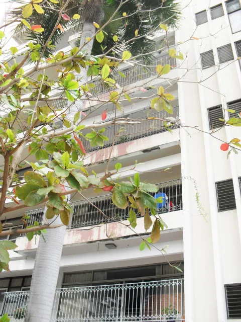 Rama Mansion